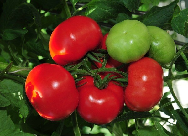 Выращивание томата сорта благовест