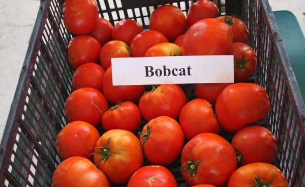 Выращивание томата сорта бобкат