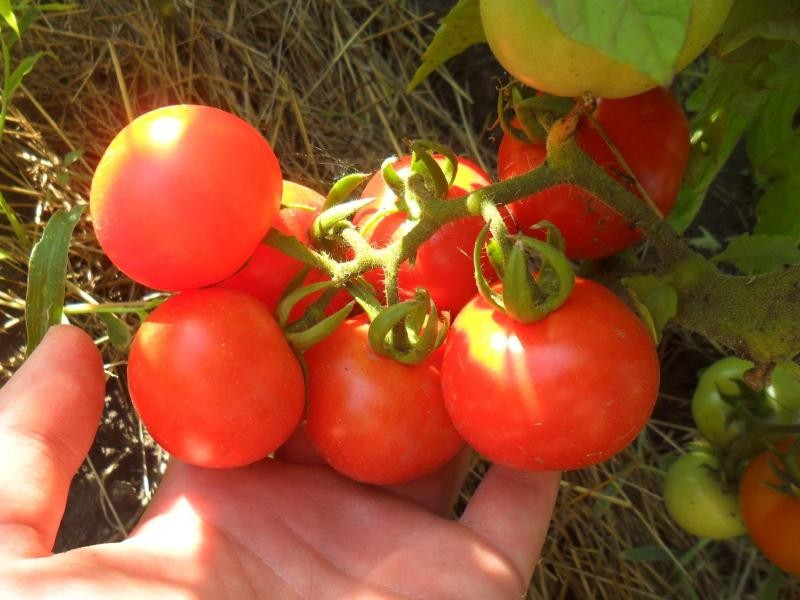 Выращивание томата сорта бобкат