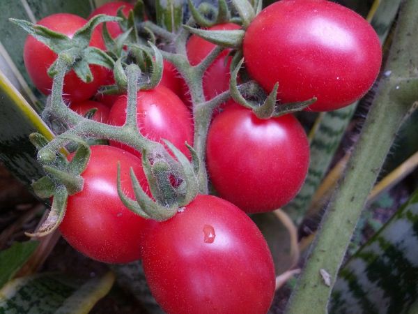 Выращивание томата сорта новичок