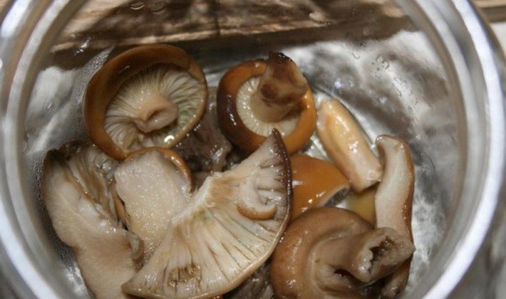 Засолка грибов рядовок на зиму горячим способом: рецепты заготовок на зиму