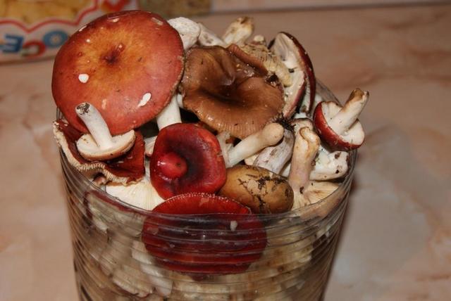 Засолка сыроежек в домашних условиях: рецепты приготовления соленых грибов быстро и вкусно