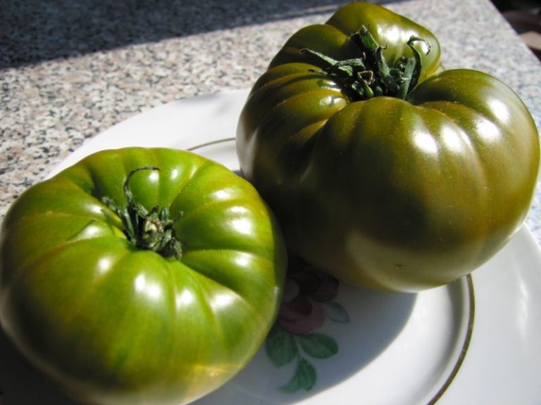 Зеленые помидоры: характеристика и достоинства лучших сортов