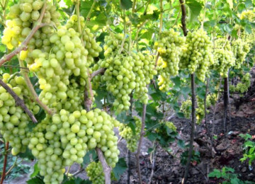 Выращивание винограда — не все так сложно, как кажется на первый взгляд